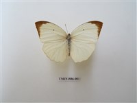 藏品(細波遷粉蝶)的圖片